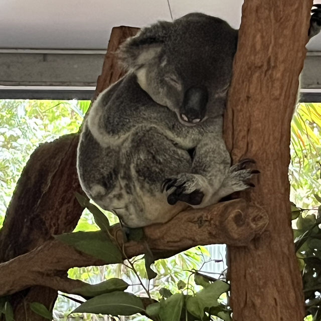 ブリスベン🇦🇺の旅