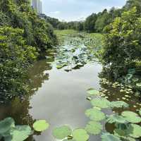 🌿 香港濕地公園：與自然共舞的美好時光 🌿