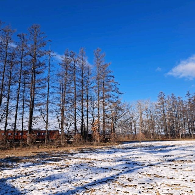 北海道旅遊🥳十勝幸福駅🥳幸運交通公園💘