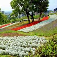 三層崎公園-五彩繽紛花田美麗景致，被譽為「台版富良野」