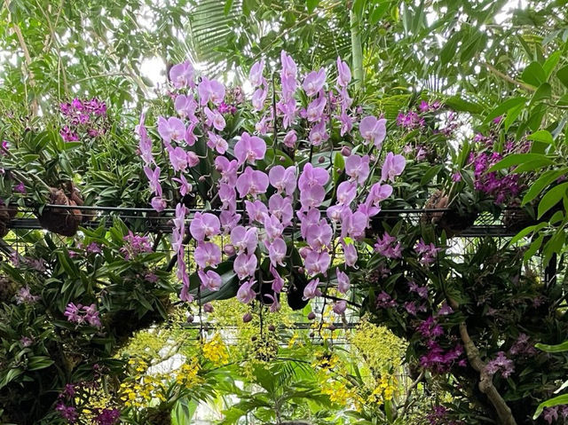 🇯🇵【高知県】3000種類以上の植物！高知県立牧野植物園🪴(^^)