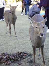 【奈良公園】自然と歴史と鹿に癒される旅🫎