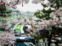 🇰🇷 釜山必去的鐵路賞櫻景點🌸