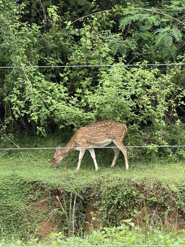 Where Serendipity Meets Splendour 