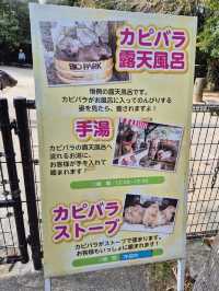 Capybaras in Onsen Bath at Nagasaki Bio Park