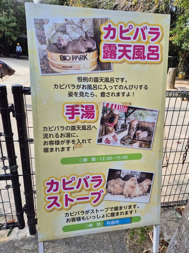 Capybaras in Onsen Bath at Nagasaki Bio Park