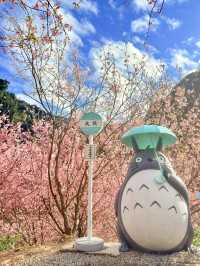 新北｜不用飛日本 三峽大熊櫻花林香水櫻花滿開 染井吉野接力