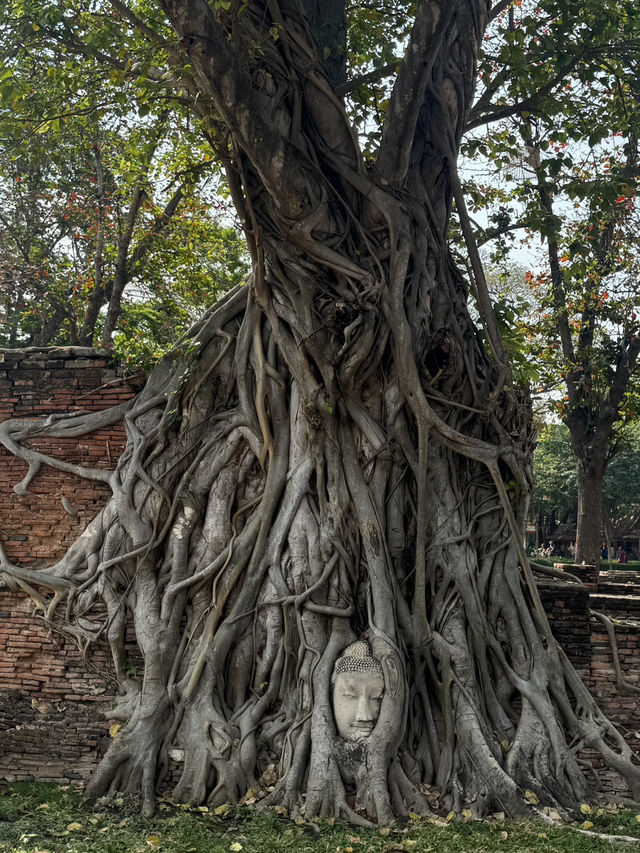 วัดมหาธาตุ อยุธยา – มรดกแห่งความขลังที่ห้ามพลาด