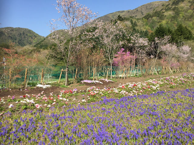 【静岡・富士山】芝桜まつり