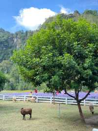 Phuvieng cafe - ภูเวียง คาเฟ่ จ.สุราษฎร์ธานี