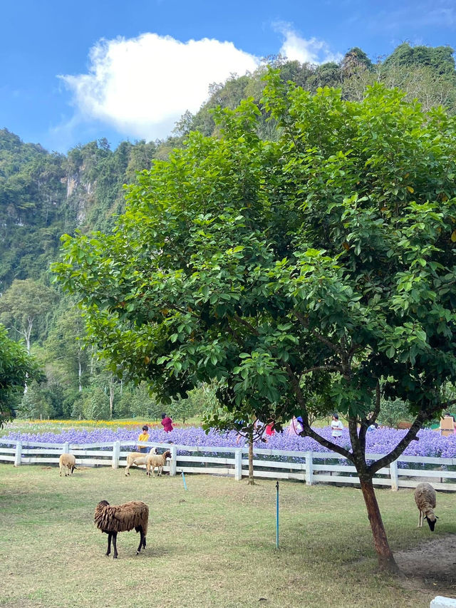 Phuvieng cafe - ภูเวียง คาเฟ่ จ.สุราษฎร์ธานี