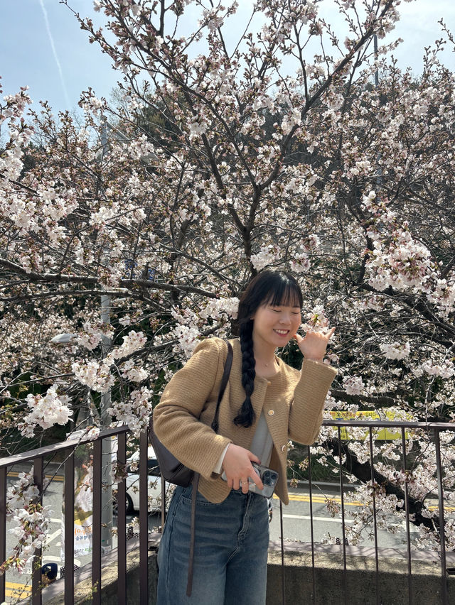 대구 벚꽃여행