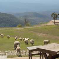 อาข่า ฟาร์มวิลล์ (Akha FarmVille) 🐑🌳🍃 