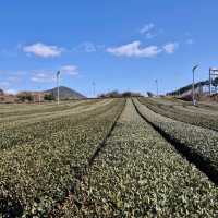 🌳☕️제주 서쪽 가볼만한 곳 오설록 티뮤지엄 