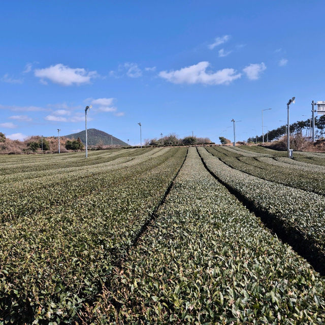 🌳☕️제주 서쪽 가볼만한 곳 오설록 티뮤지엄 
