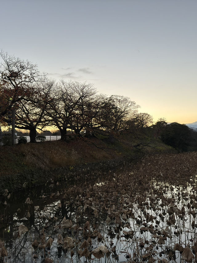 福岡舞鶴公園：歷史與自然的完美交融 🌿