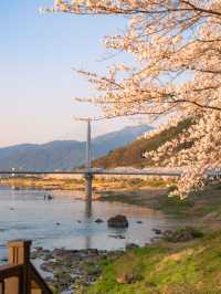 구례 섬진강 노을빛 벚꽃길🌸✨