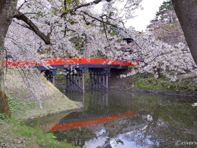 【青森県】日本一の桜の名所！弘前さくらまつり