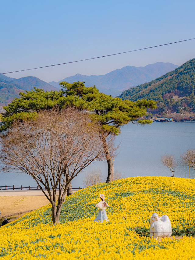 동화같은 수선화 물결이 있는 곳💛