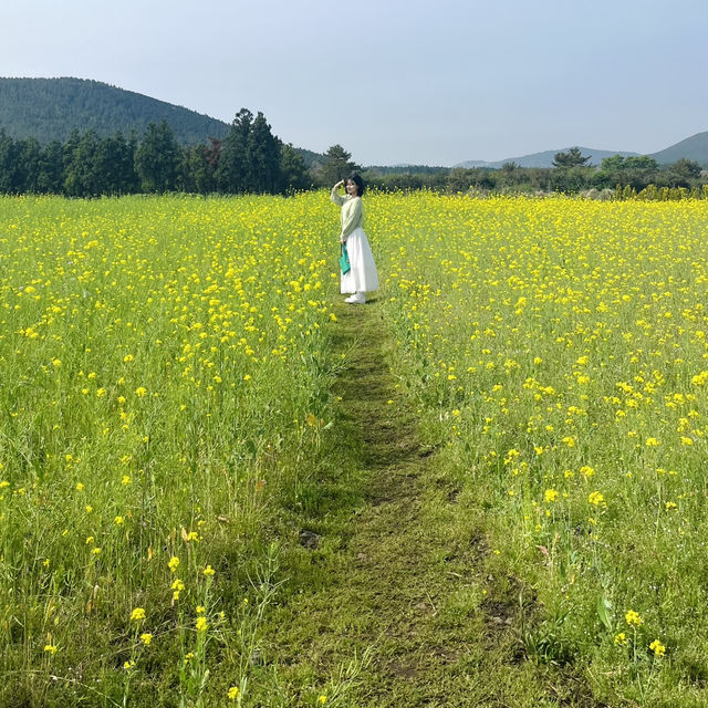 제주도 봄 여행 유채꽃 명소 <보롬왓> 🌼