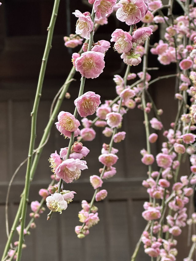 Early Sakura Blooms: Where to Catch Japan’s First Cherry Blossoms!