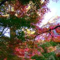 Kyoto - Eikando đừng nên bỏ qua