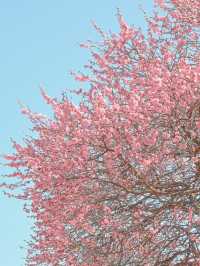 梅と桜のおすすめスポットはここ🌸🍡💕