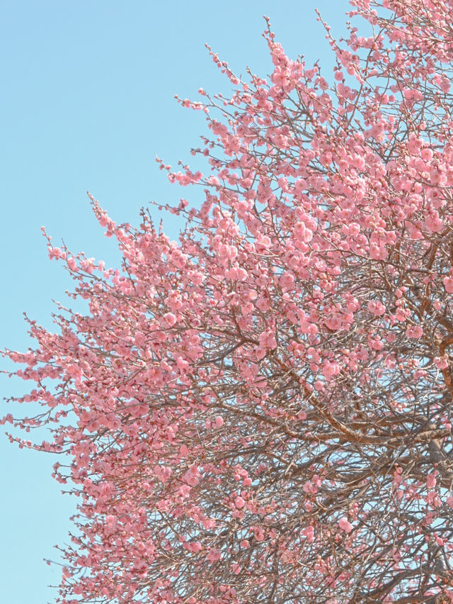 梅と桜のおすすめスポットはここ🌸🍡💕
