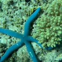 Borneo Divers Mabul Resort