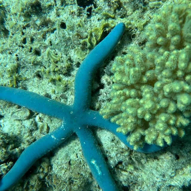 Borneo Divers Mabul Resort