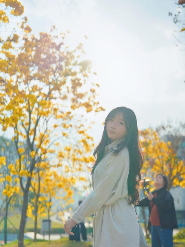  ## 香港秘境！東涌黃風鈴徑，邂逅春日限定的金色浪漫！🌼✨