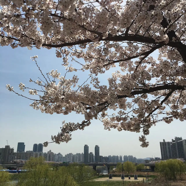 🌸 **安養川櫻花散步道（衿川段）櫻花觀賞分享** 🌸