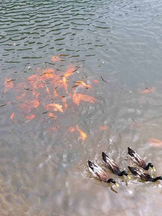 韶關丹霞山好好行