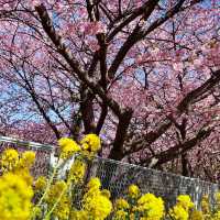 🌸 **河津櫻花觀賞地點遊覽分享** 🌸