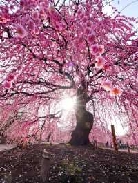 見頃で入園料が変わる？生きてる間に行ってみたい絶景スポット✨1000年樹齢のしだれ梅は伊達じゃない