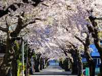 Chasing Sakura at Hakodate
