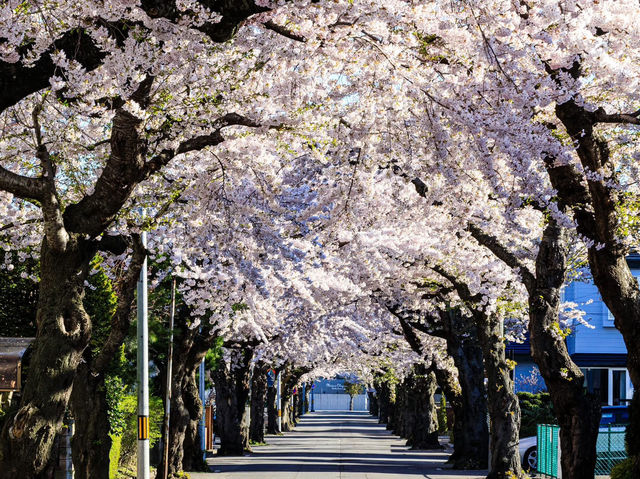 Chasing Sakura at Hakodate
