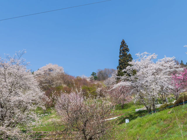 Chasing Sakura at Ogawa Village Nitanda District