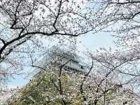 福岡舞鶴公園賞櫻美景