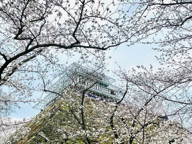 福岡舞鶴公園賞櫻美景