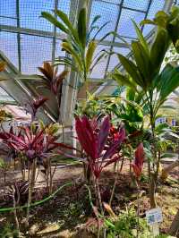 Spring Vibes in Hakodate: A Relaxing Visit to Hakodate Tropical Botanical Garden