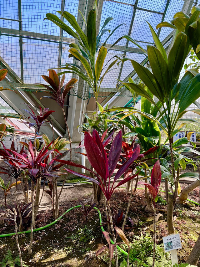 Spring Vibes in Hakodate: A Relaxing Visit to Hakodate Tropical Botanical Garden