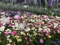  Flower Show~ Enjoy the nature of beauty