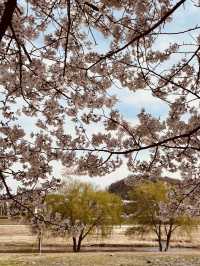Blossom Bike Ride: Gapcheon's Spring Adventure