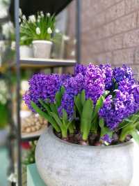 Keukenhof Gardens, literally a paradise for anthophiles & photography buffs! 