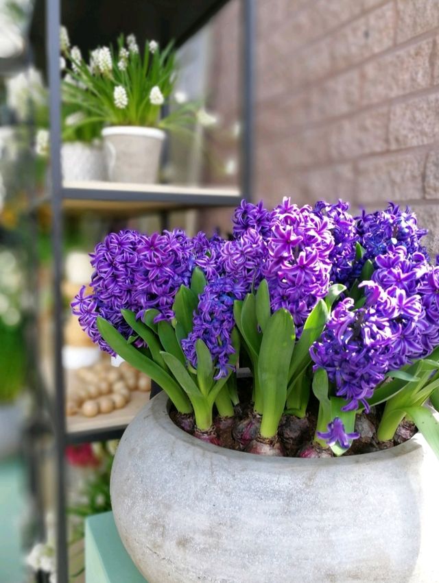 Keukenhof Gardens, literally a paradise for anthophiles & photography buffs! 