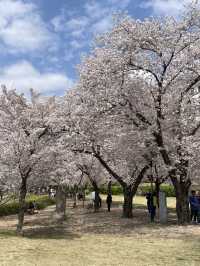 대릉원 벚꽃길축제가 곧 열립니다!🌸