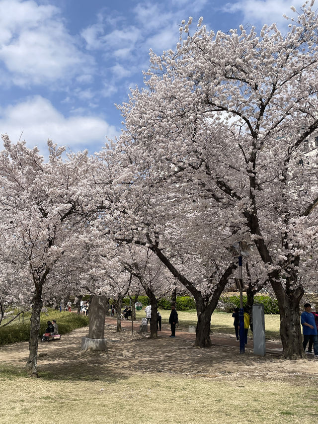 대릉원 벚꽃길축제가 곧 열립니다!🌸