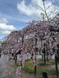 京都櫻花 3月31日實況