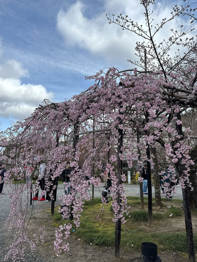京都櫻花 3月31日實況